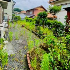 建物南側に陽当たり良好なお庭があります。